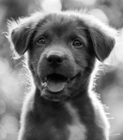 Pup I