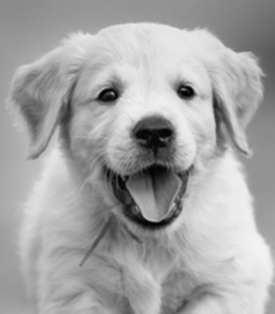 Pup II