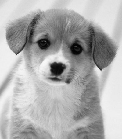 Pup III