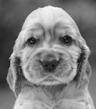 Pup V