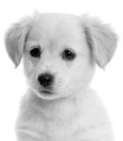 Pup